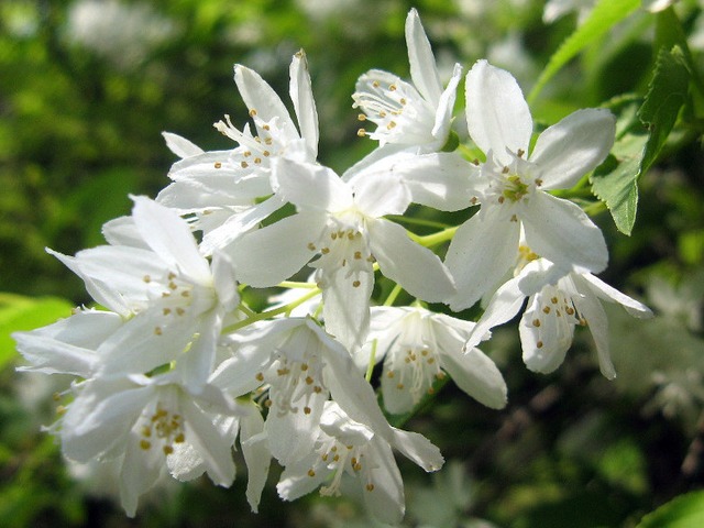 Bruidsbloem detailfoto