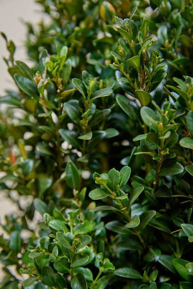 Buxus-Palmboom-ALG INZ