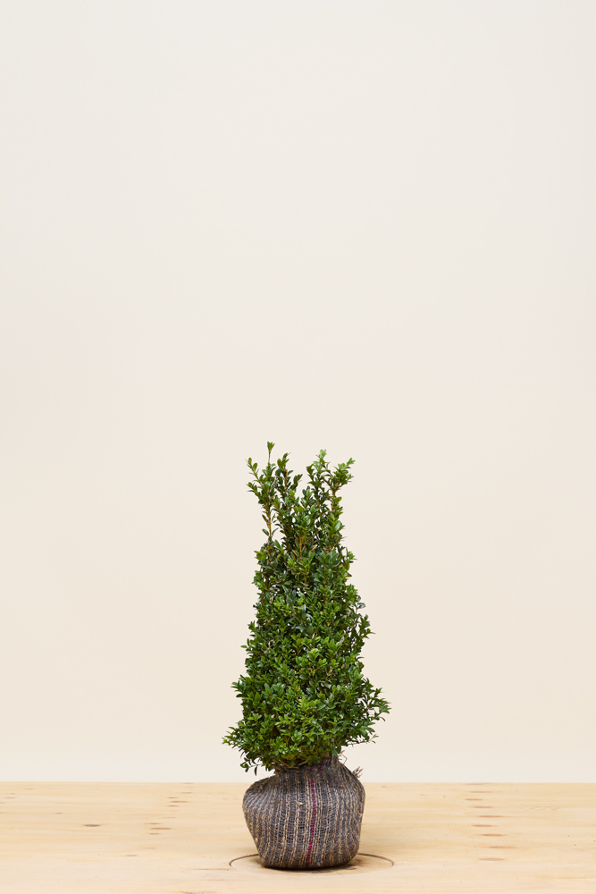 Buxus-Palmboom-Kluit-50-60