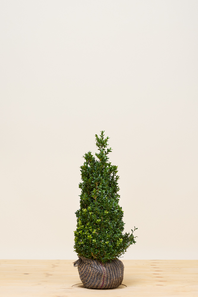 Buxus-Palmboom-Kluit-60-80