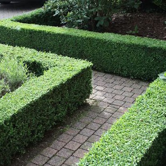 Buxus (palmboom)