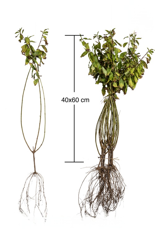 Chinees klokje blote wortel 40-60 cm Blote wortel