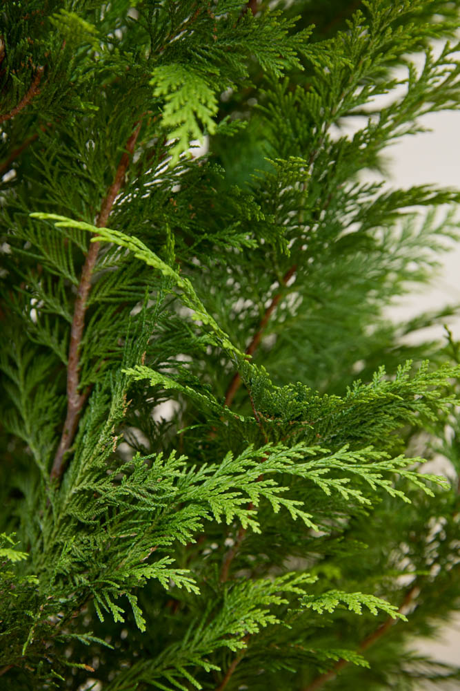 Gele-Californische-Cipres-ALG INZ