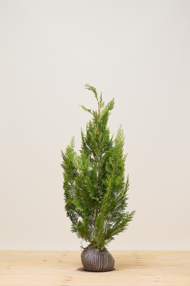 Gele Californische cipres kluit 100-125 cm Kluit