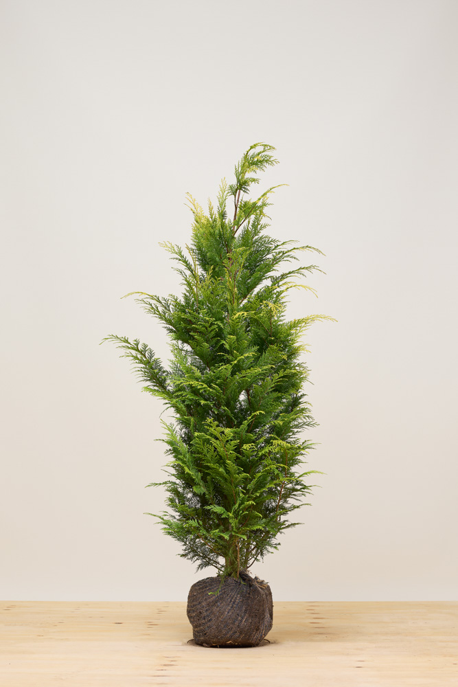 Gele californische cipres kluit 125-150 cm Kluit