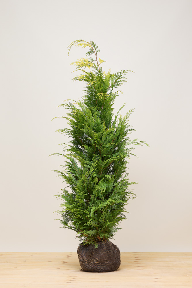 Gele-Californische-Cipres-Kluit-150-175