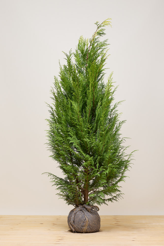 Gele-Californische-Cipres-Kluit-175-200