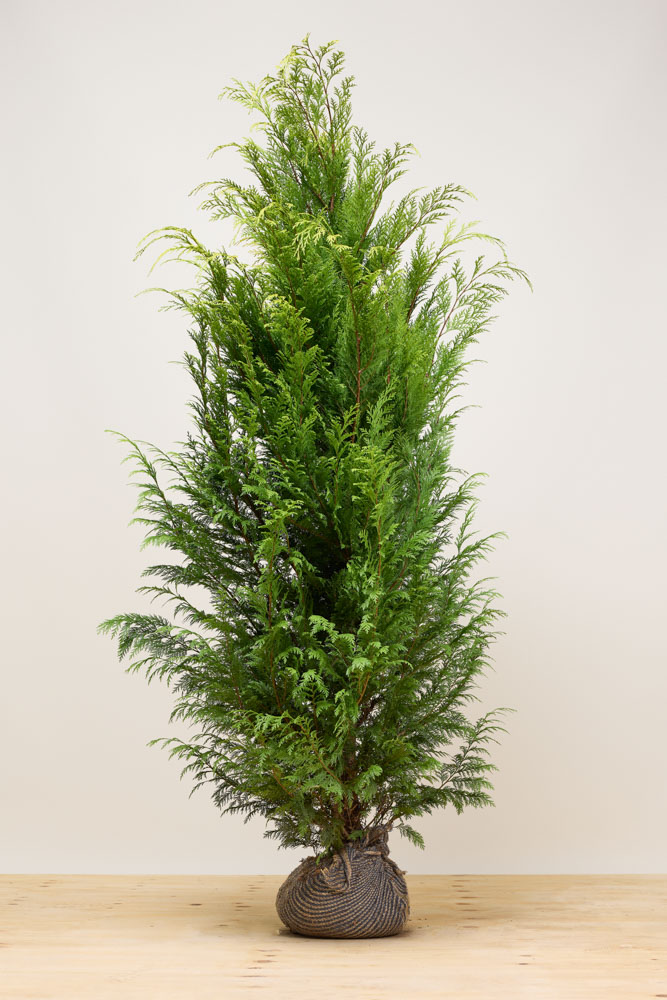 Gele Californische cipres kluit 200-225 cm Kluit