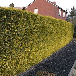 Gele Californische cipres