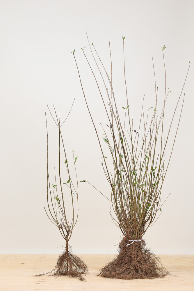 Gewone liguster blote wortel 100-125 cm Blote wortel