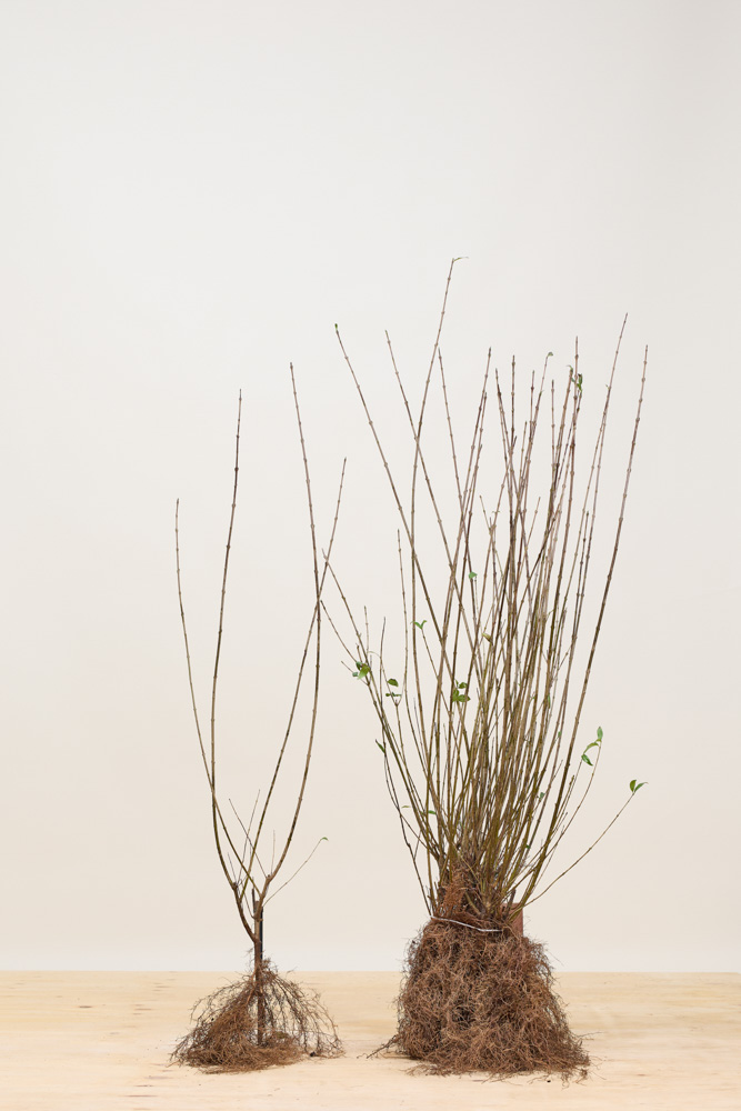 Gewone liguster blote wortel 80-100 cm - Hedgy Haagplanten