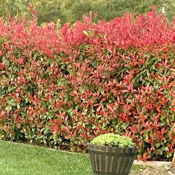 Glansmispel 'Red Robin'