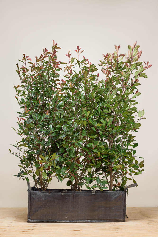 Glansmispel kant-en-klaar 160-170 cm Kant-en-klaar