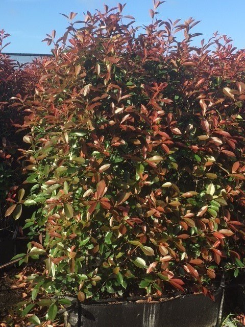 Glansmispel Kant En Klaar 150 160