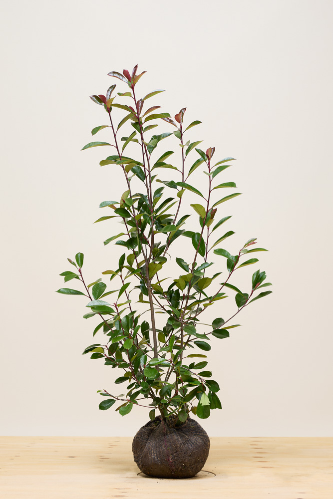 Glansmispel-Kluit-100-125