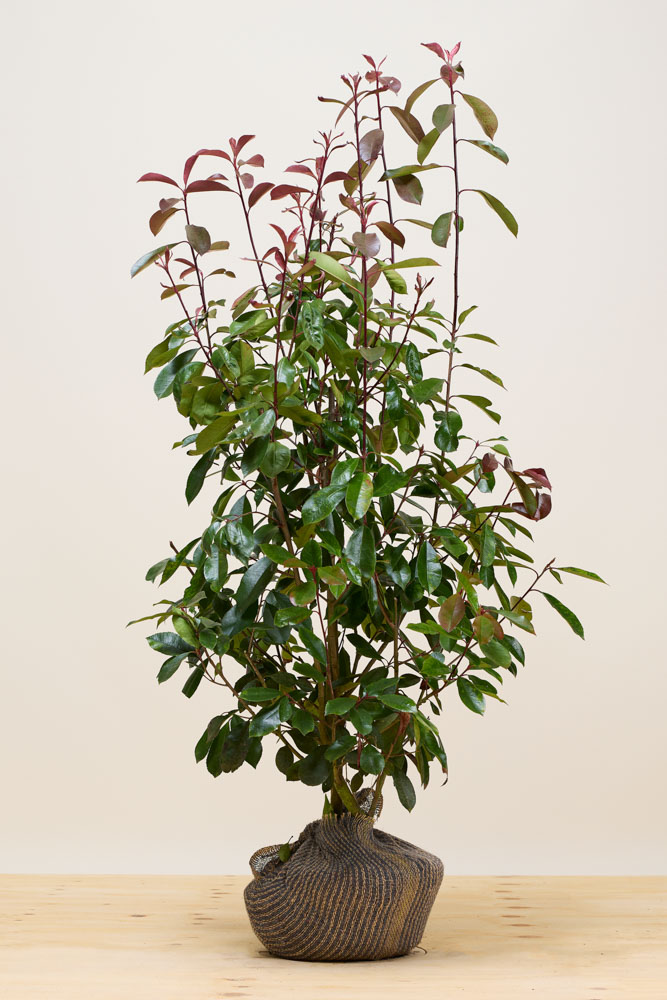 Glansmispel-Kluit-125-150