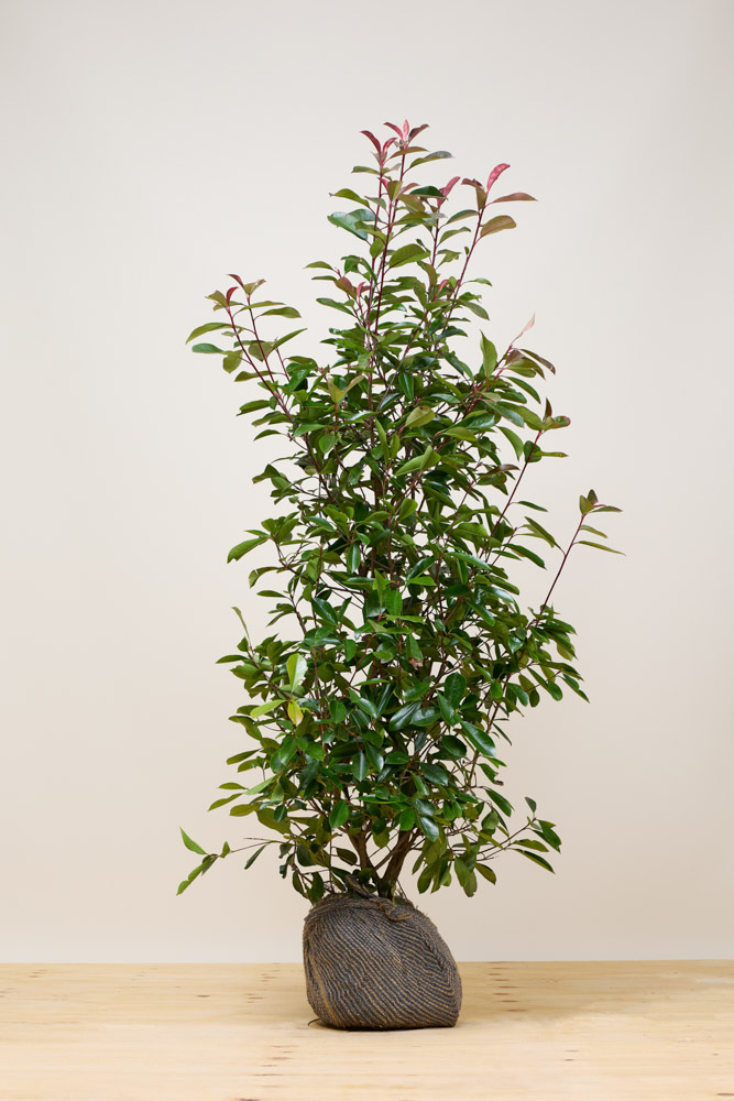 Glansmispel kluit 150-175 cm Kluit