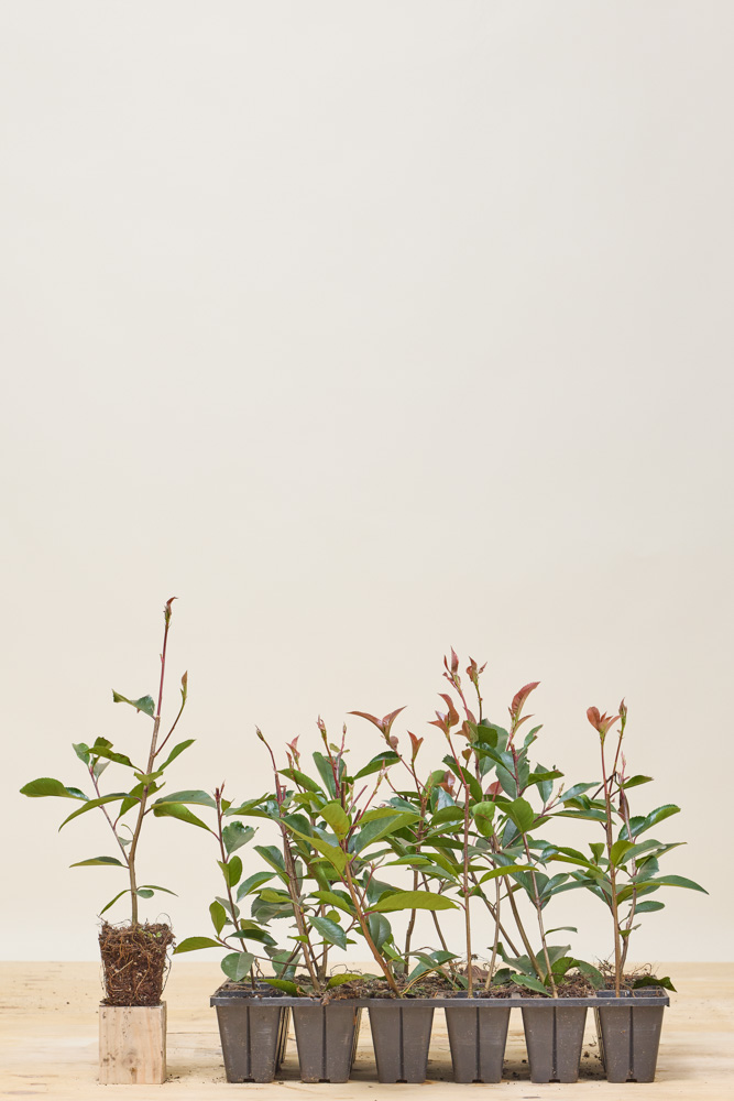 Glansmispel-Kluit-20-25