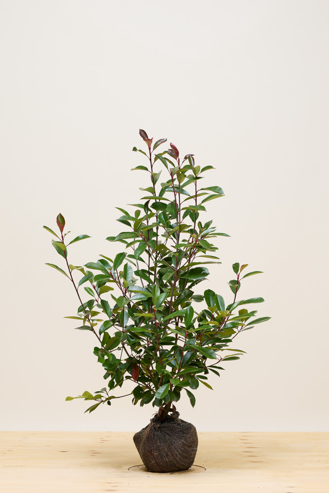 Glansmispel kluit 80-100 cm Kluit