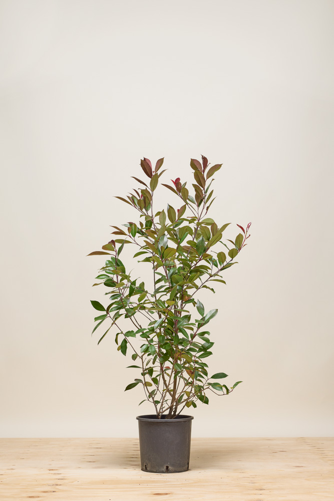 Glansmispel pot 100-125 cm Pot