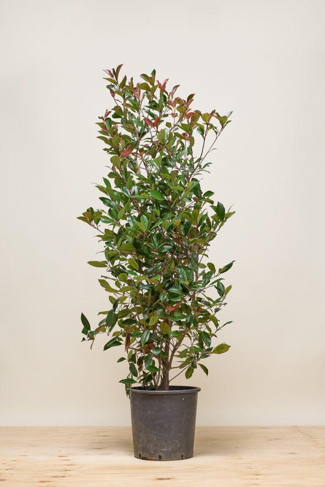 Glansmispel pot 175-200 cm Pot