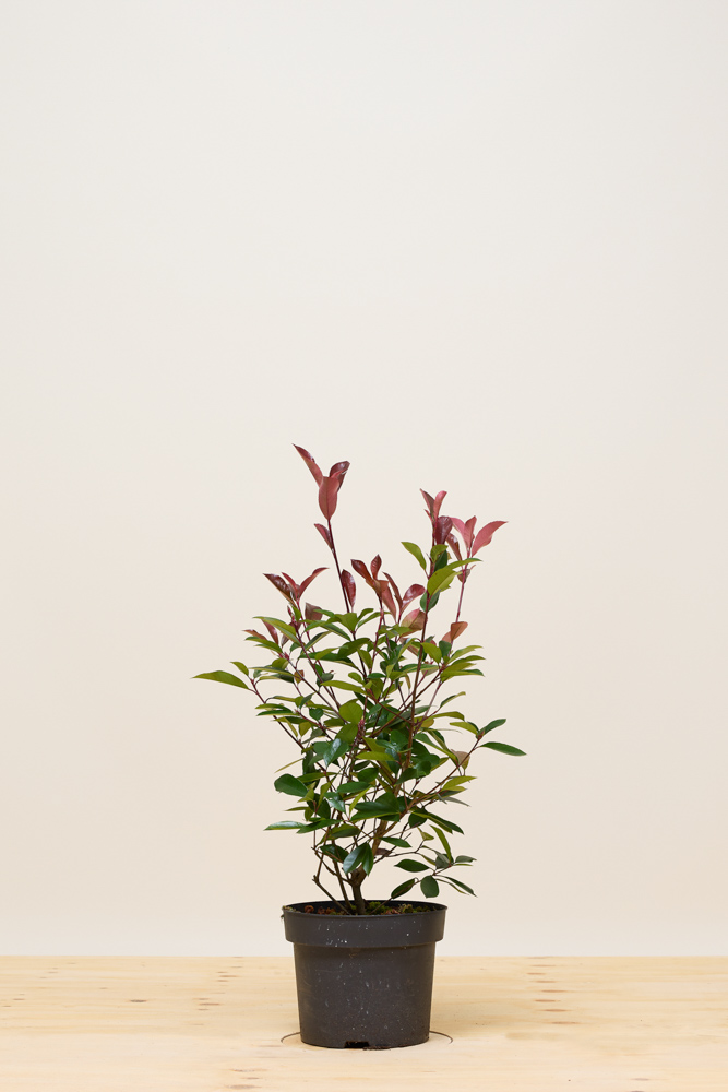 Glansmispel pot 60-80 cm Pot