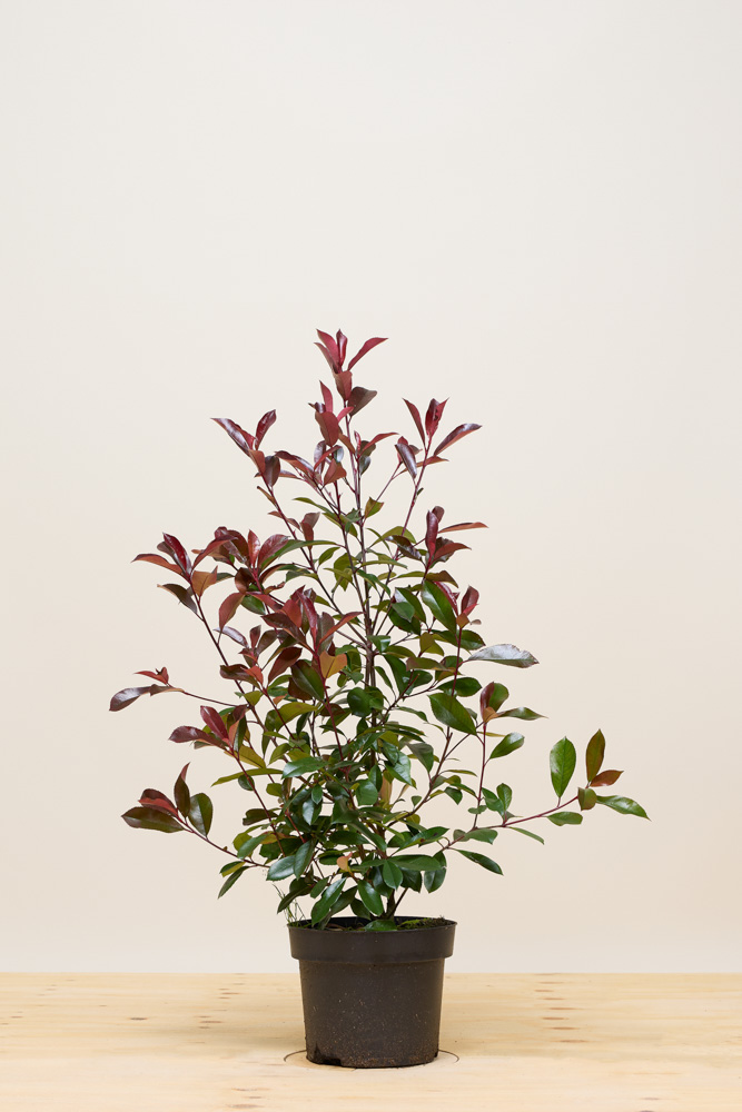 Glansmispel pot 80-100 cm Pot