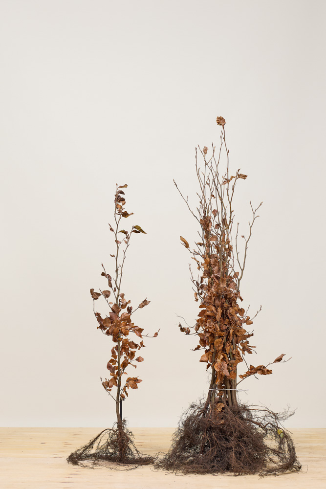 Groene-Beuk-Blote-Wortel-125-150