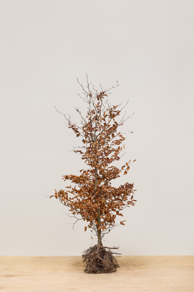 Groene-Beuk-Blote-Wortel-150-175