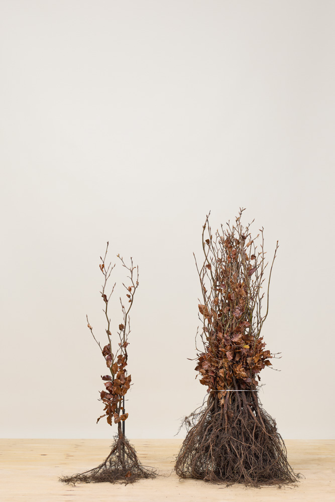 Groene beuk blote wortel 60-80 cm Blote wortel