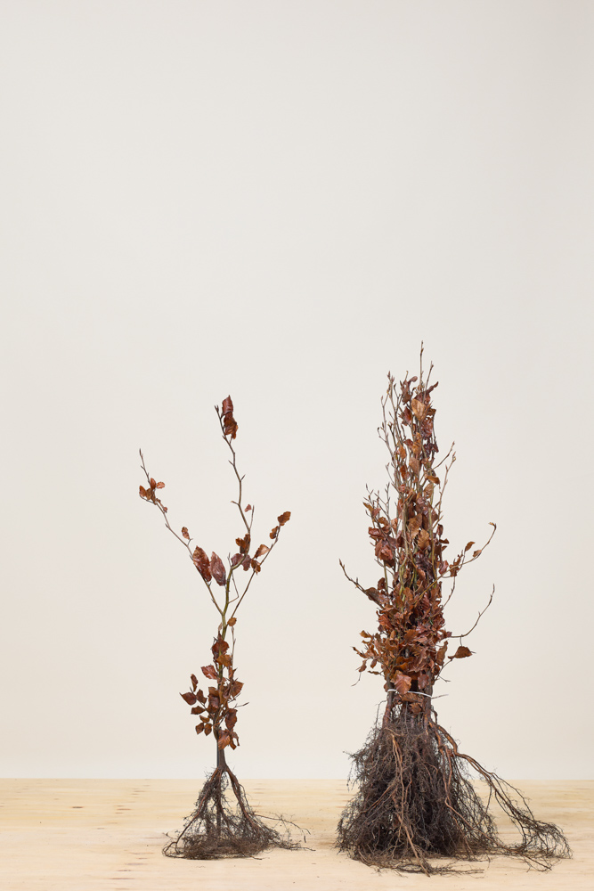 Groene beuk blote wortel 80-100 cm Blote wortel