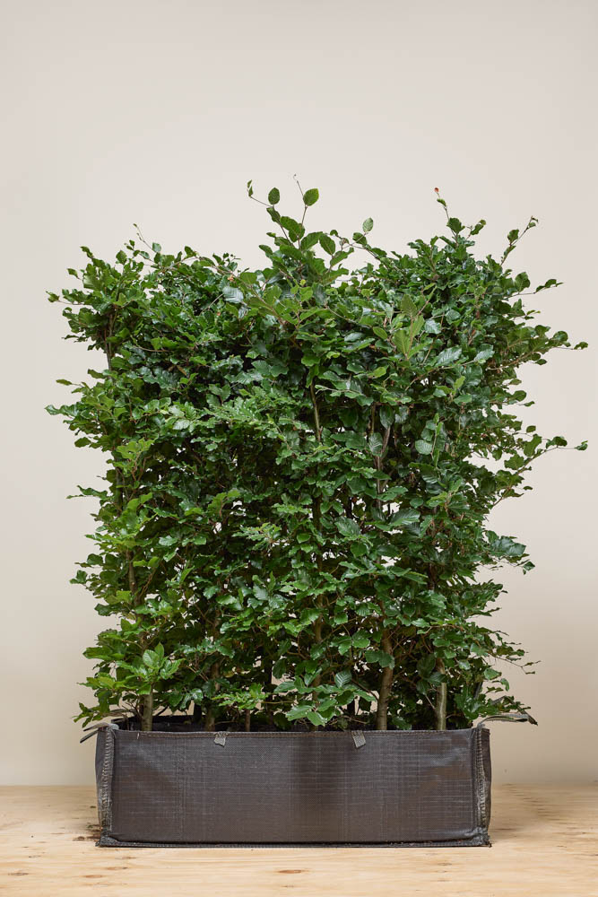 Groene-Beuk-Kant-en-Klaar-160-170