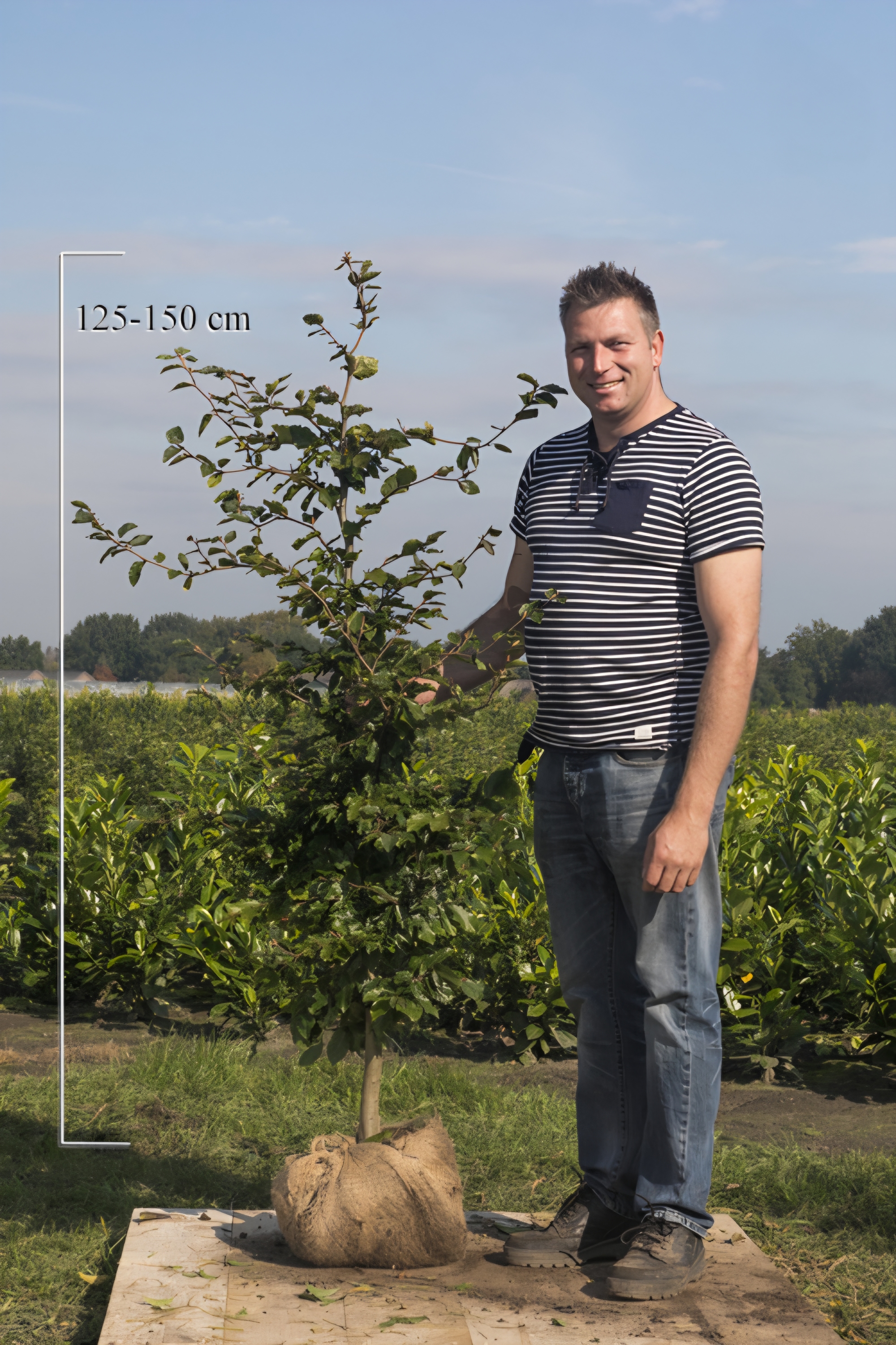 Groene-Beuk-Kluit-125-150