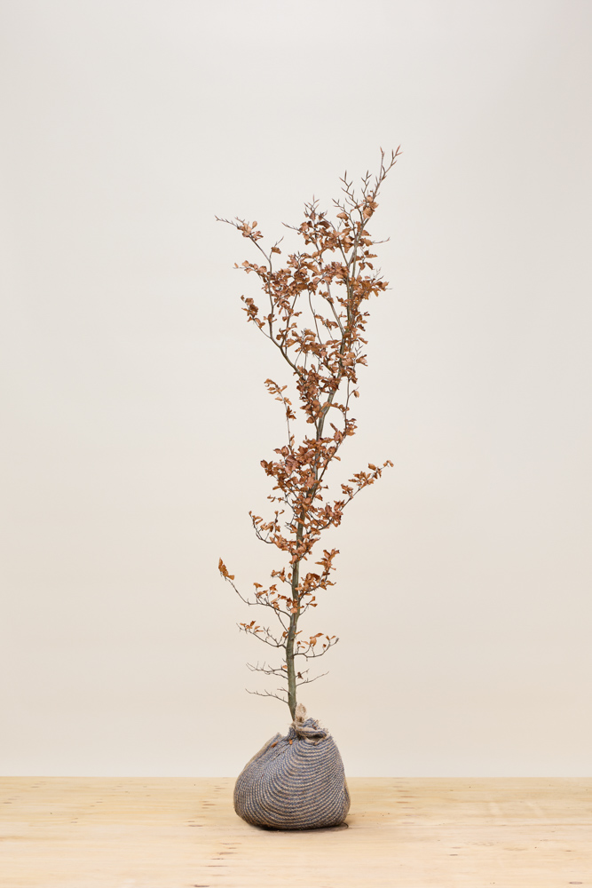 Groene-Beuk-Kluit-150-175