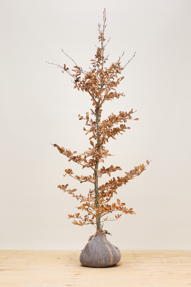 Groene beuk kluit 200-225 cm Kluit