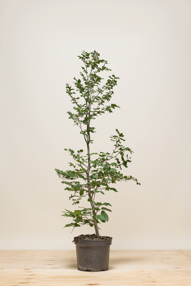 Groene beuk pot 125-150 cm Pot