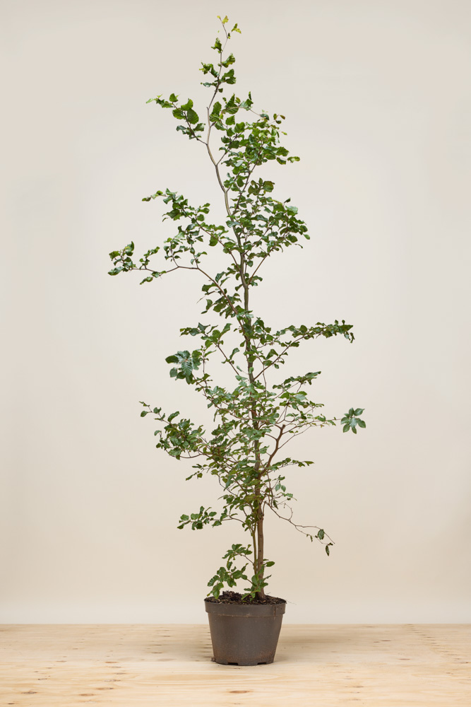 Groene-Beuk-Pot-175-200