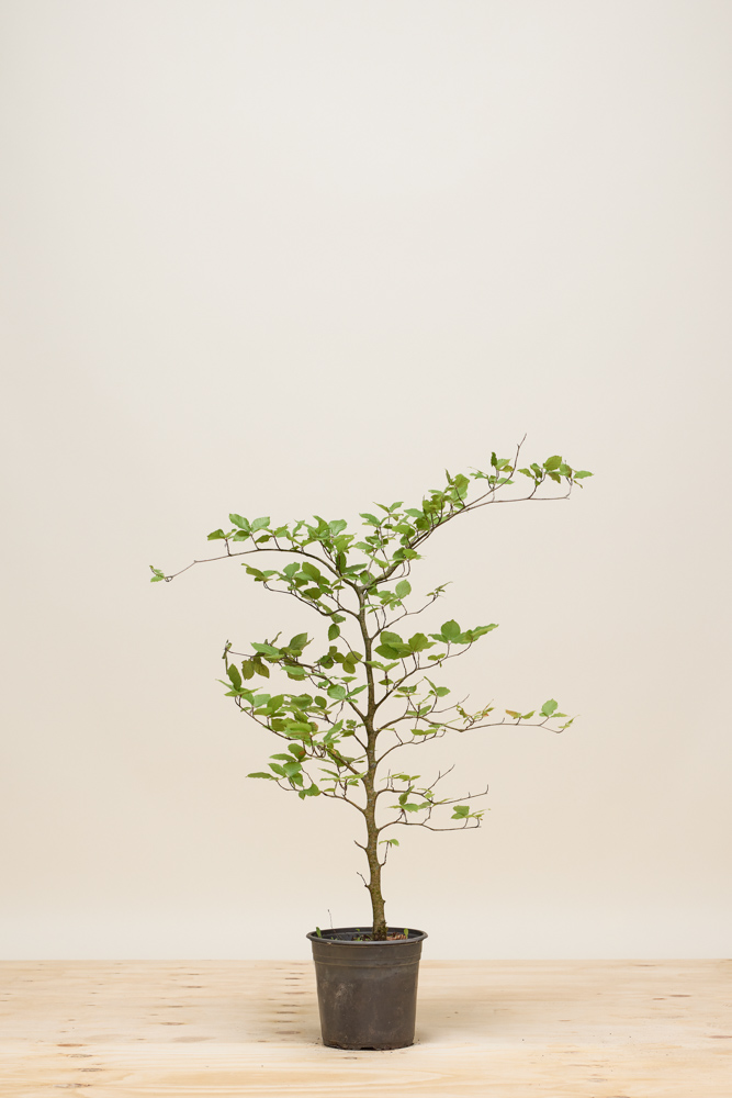 Groene-Beuk-Pot-80-100