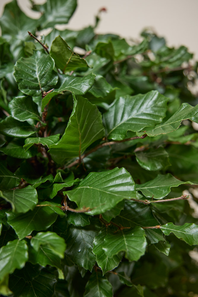 Groene beukhaag | Fagus Sylvatica | Hedgy Haagplanten