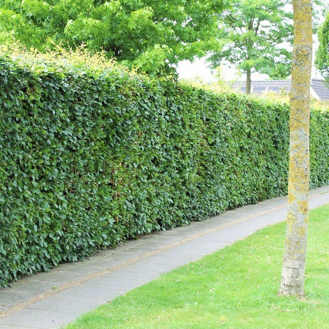 Groene beuk - groene beukenhaag