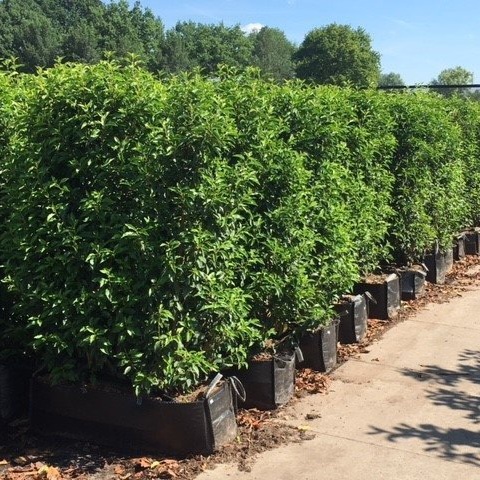 Grote-Haagelementen-ALG