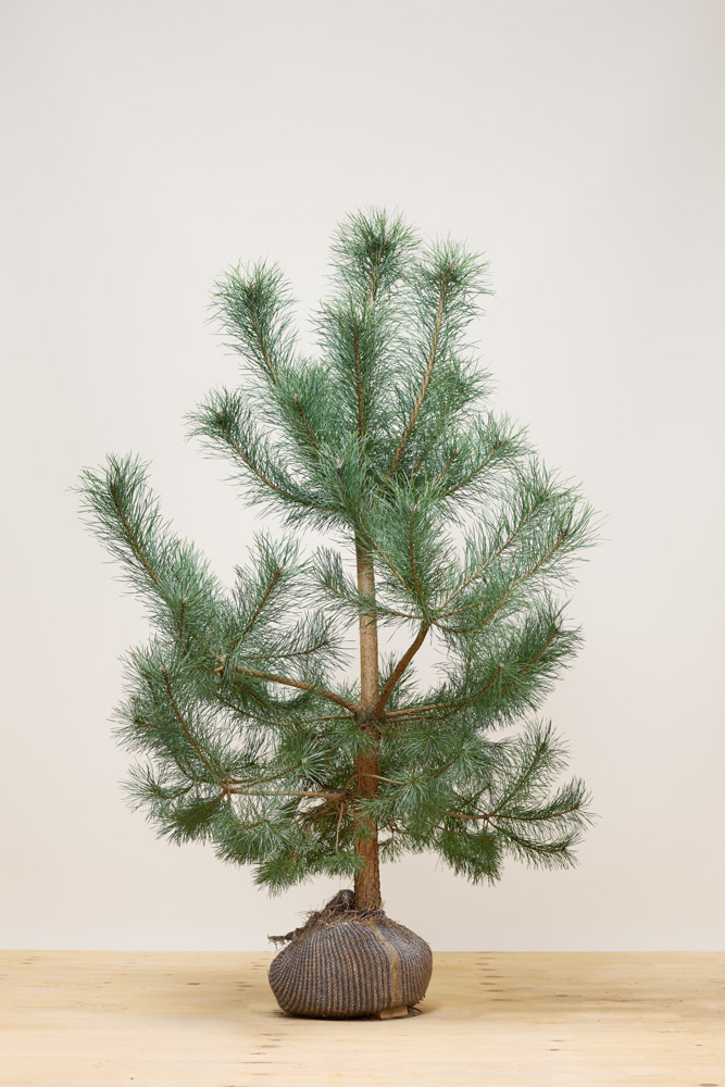 Grove-Den-Kluit-125-150