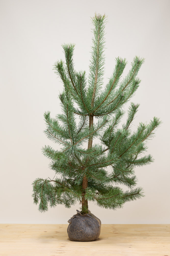 Grove-Den-Kluit-175-200