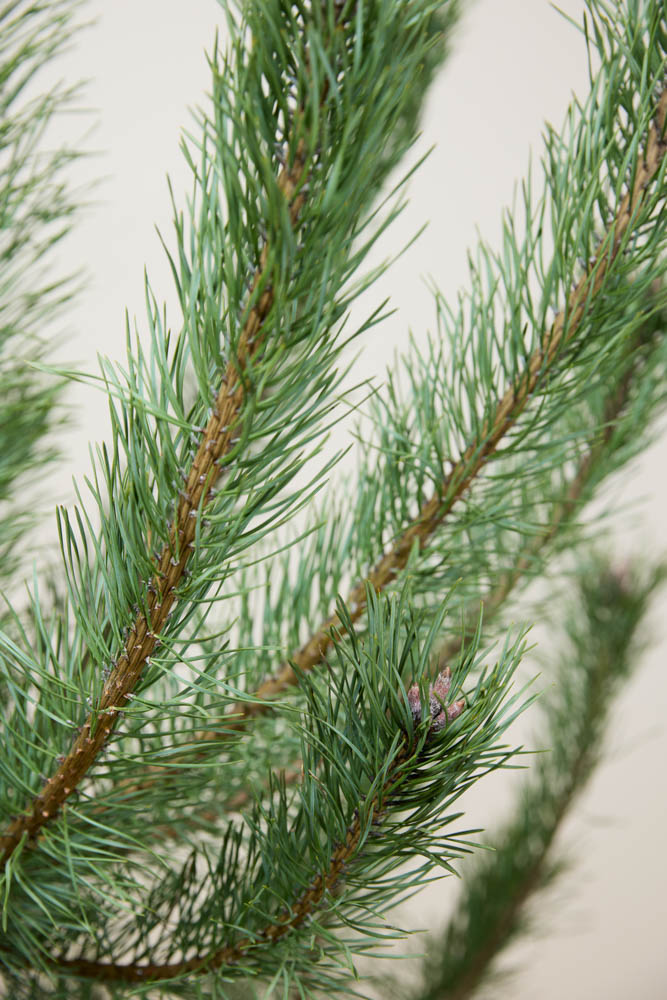 Grove Den detailfoto