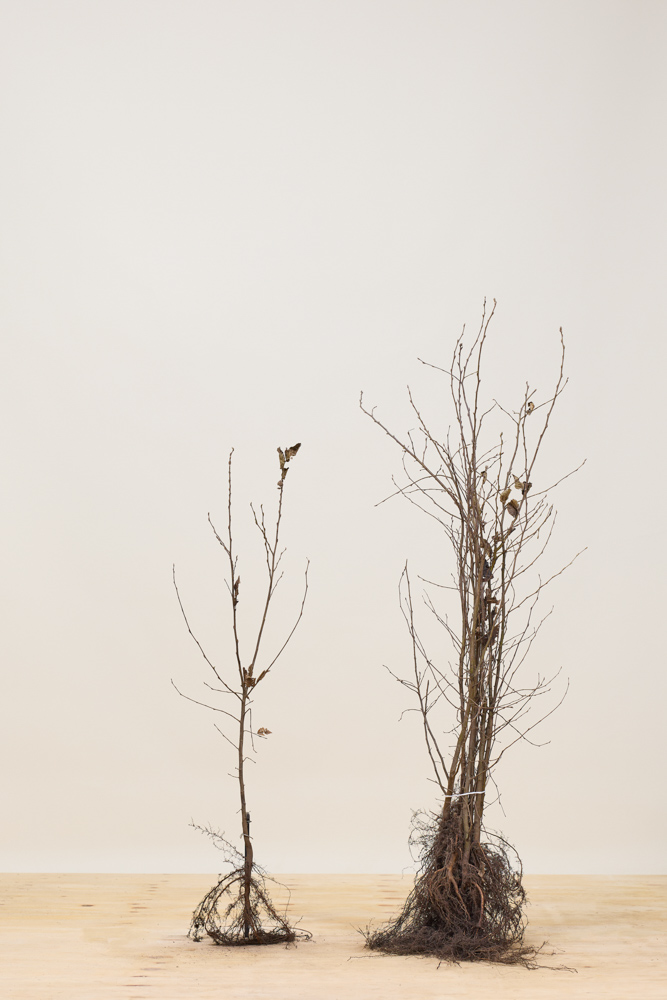 Haagbeuk-Blote-Wortel-100-125