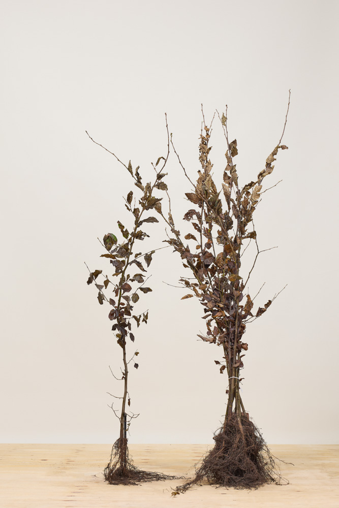 Haagbeuk blote wortel 125-150 cm Blote wortel