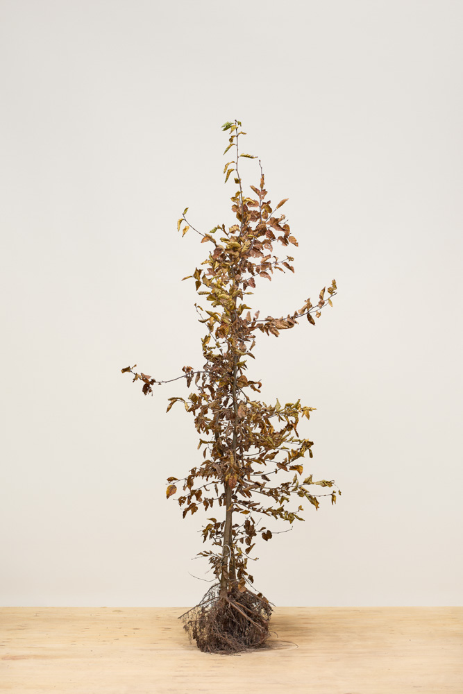 Haagbeuk blote wortel 150-175 cm Blote wortel