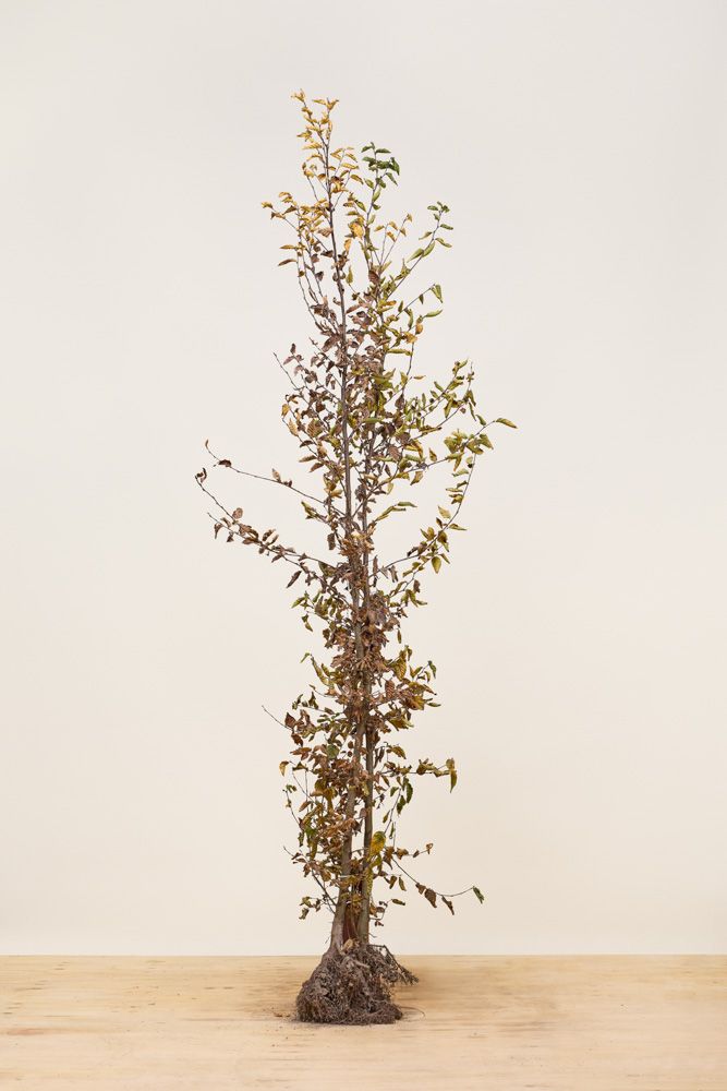 Haagbeuk blote wortel 175-200 cm Blote wortel