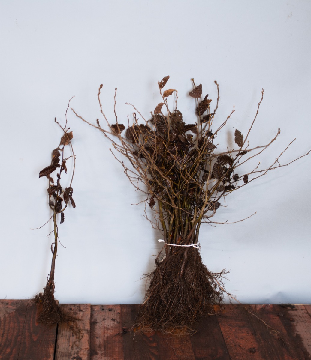 Haagbeuk blote wortel 40-60 cm Blote wortel