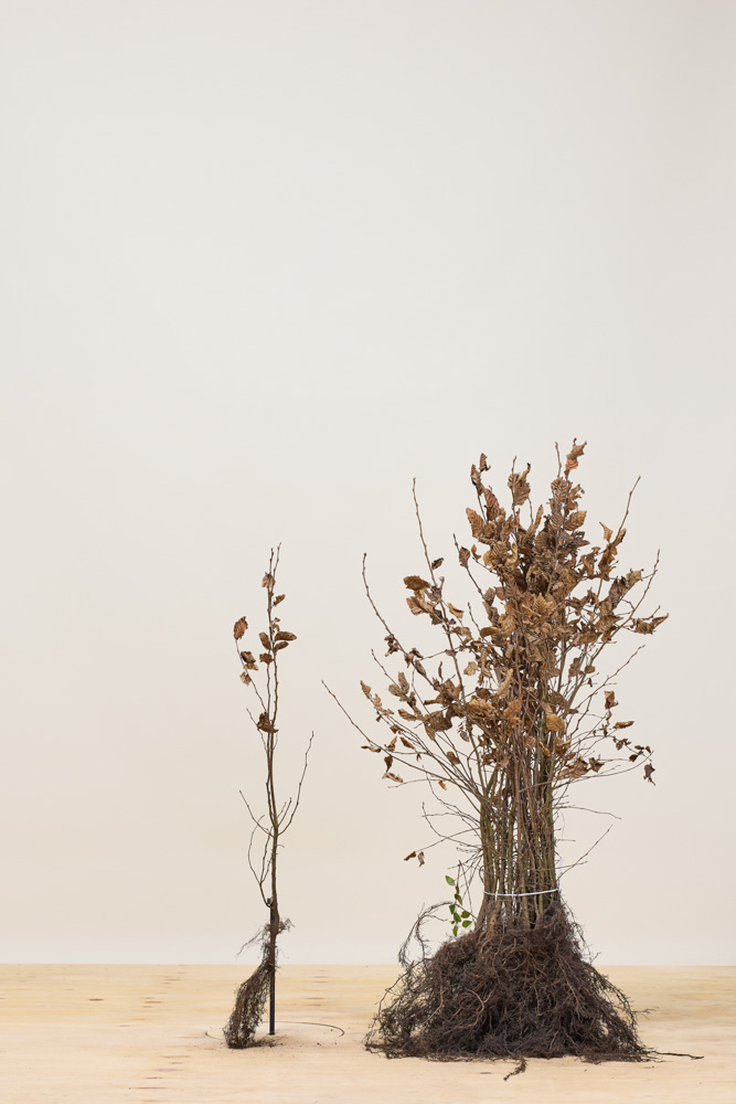 Haagbeuk blote wortel 60-80 cm Blote wortel